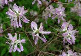 Rhododendron occidentale