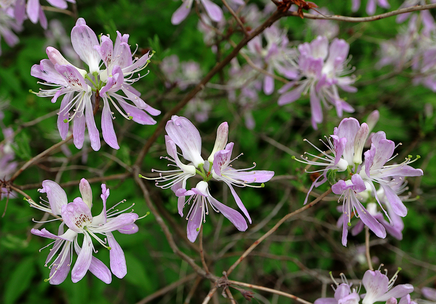 Изображение особи Rhododendron occidentale.