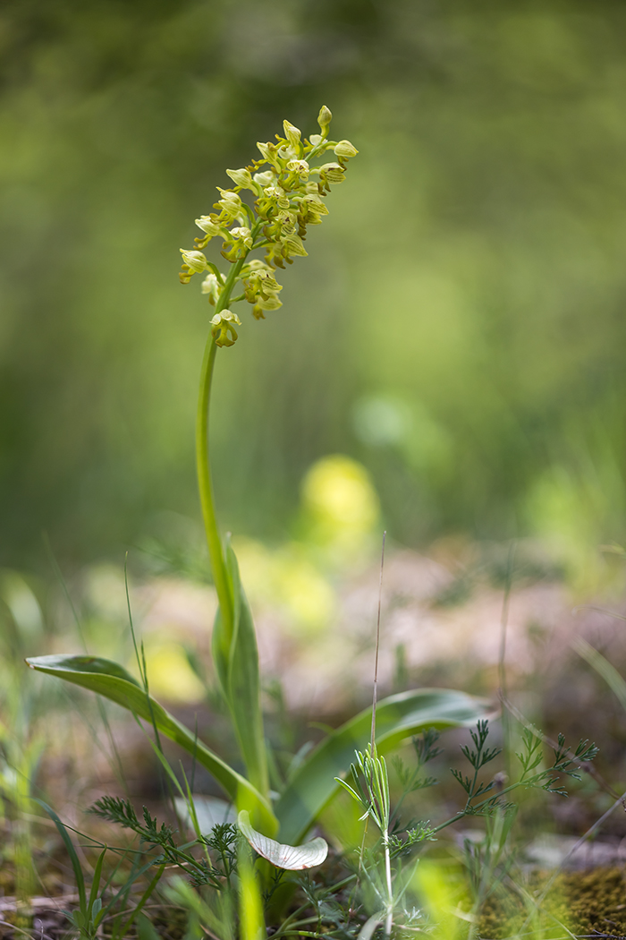 Изображение особи Orchis punctulata.