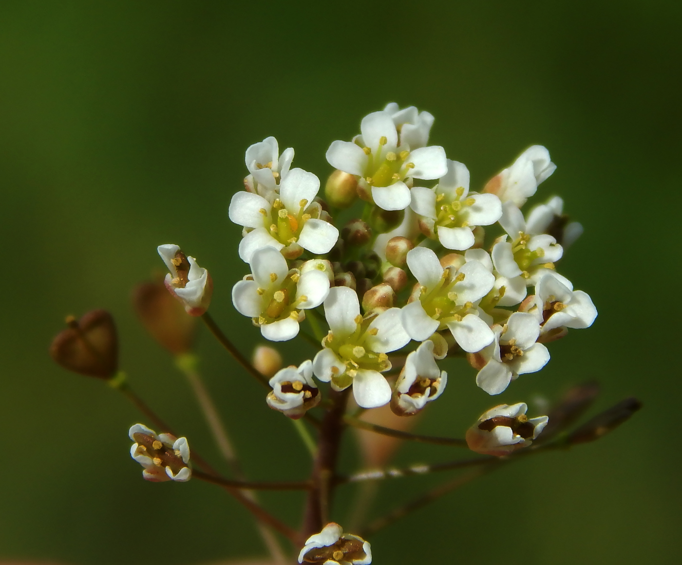 Изображение особи Capsella bursa-pastoris.