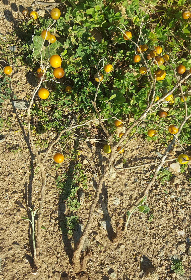 Image of Solanum elaeagnifolium specimen.