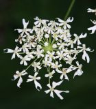 Heracleum sommieri. Часть соцветия (зонтичек) с муравьями. Дагестан, Буйнакский р-н, окр. с. Манасаул, широколиственный лес, берег ручья. 23 июня 2021 г.
