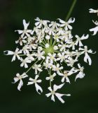 Heracleum sommieri