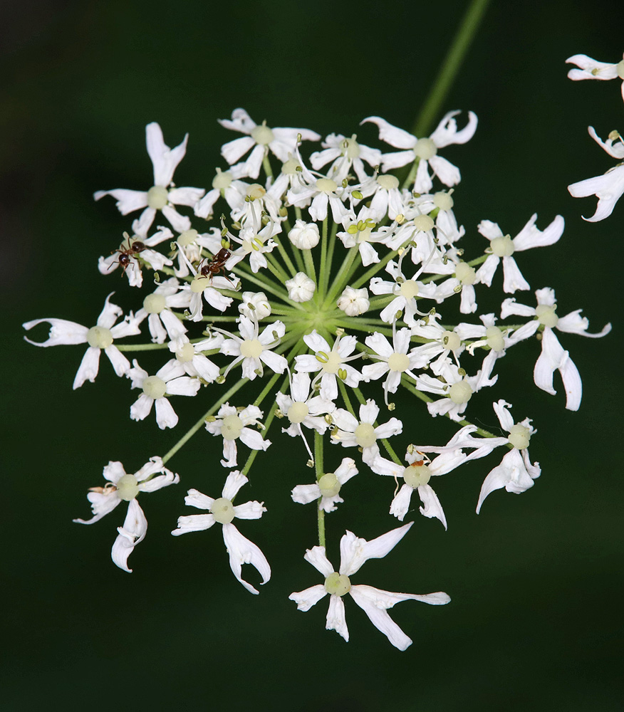 Image of Heracleum sommieri specimen.