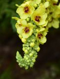 Verbascum nigrum. Верхушка соцветия. Кировская обл., Советский р-н, Береснятский БГК, лес, на склоне. 24.07.2021.