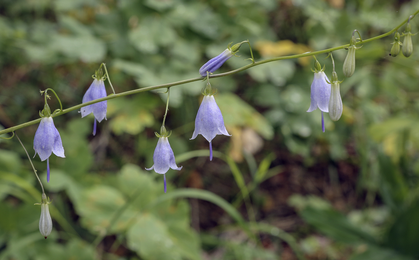 Изображение особи Adenophora liliifolia.