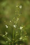 Alisma plantago-aquatica
