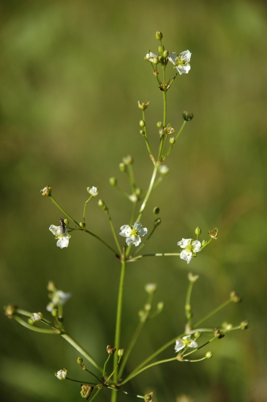 Image of Alisma plantago-aquatica specimen.