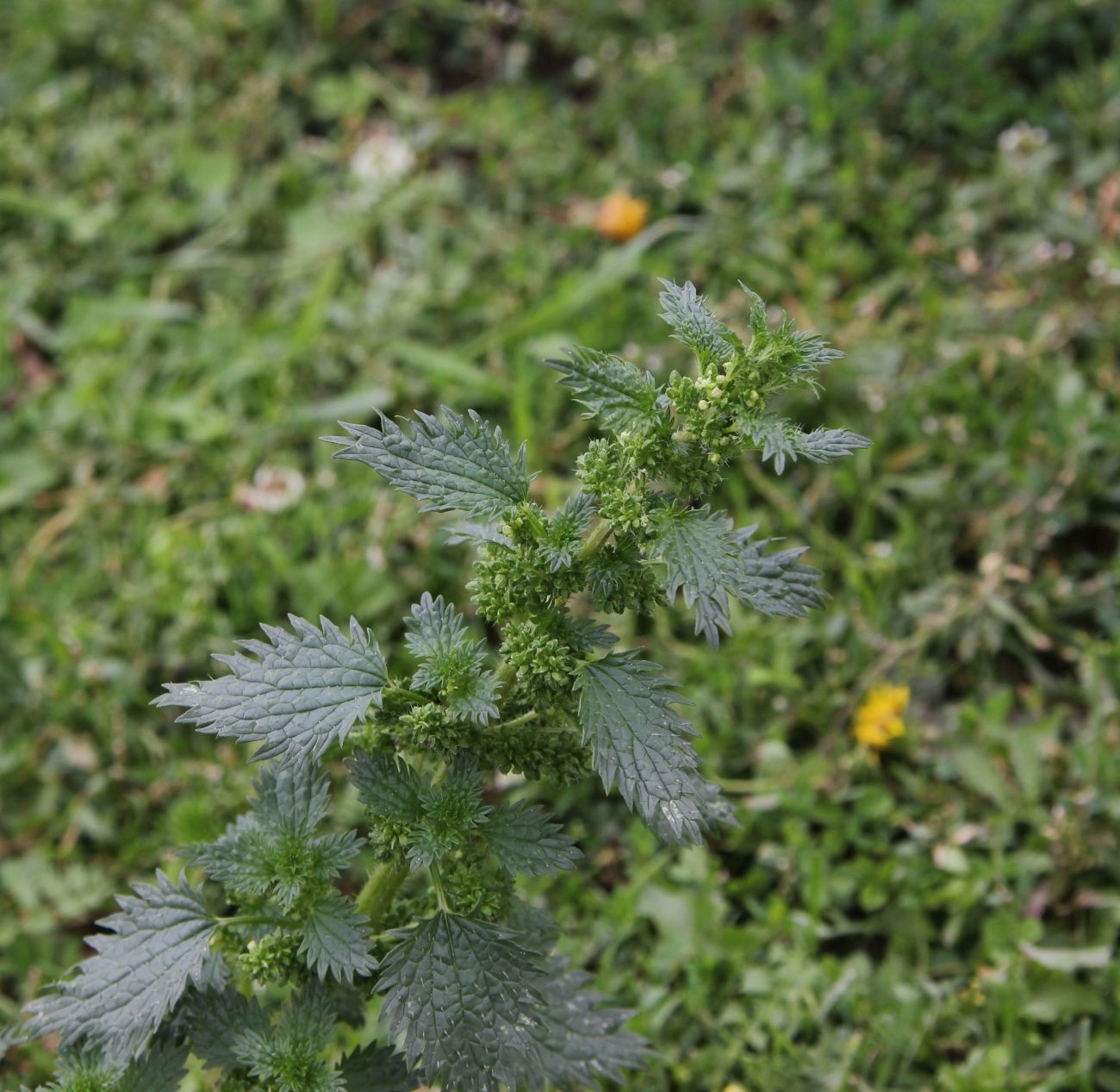 Image of Urtica urens specimen.