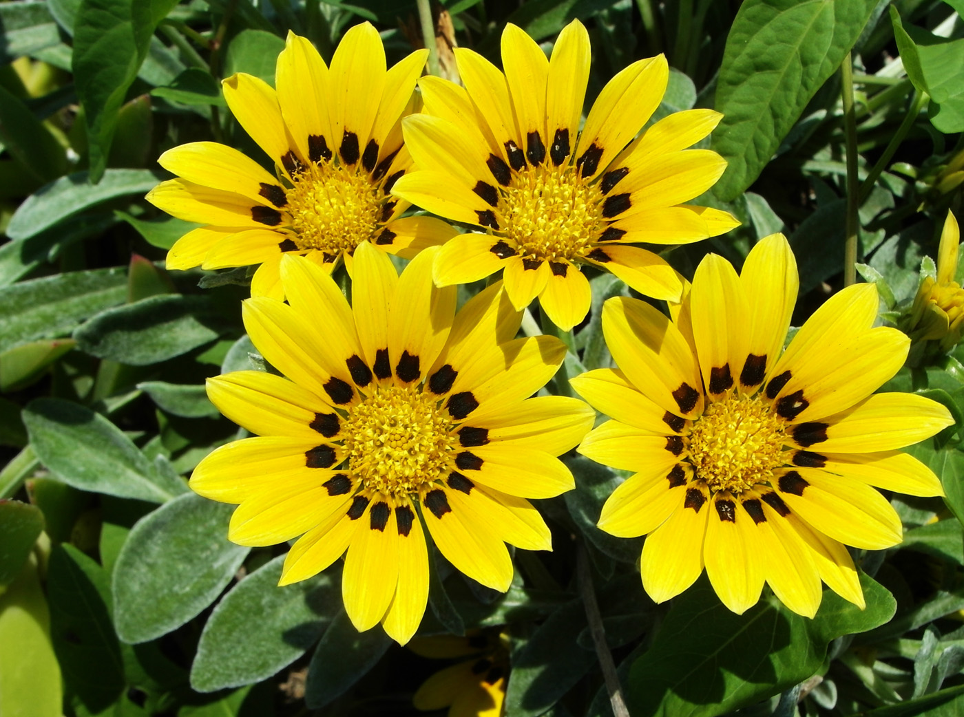 Image of Gazania rigens specimen.