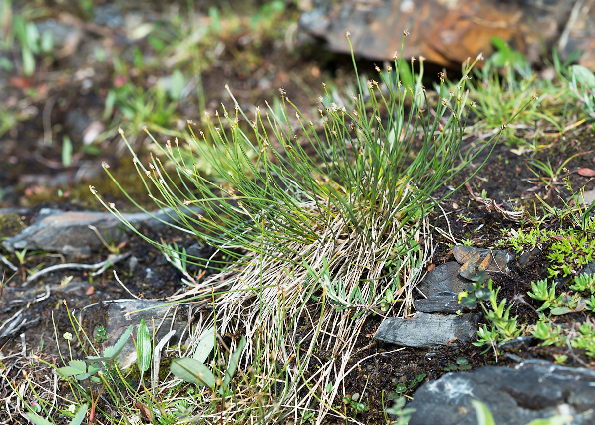 Изображение особи Trichophorum cespitosum.