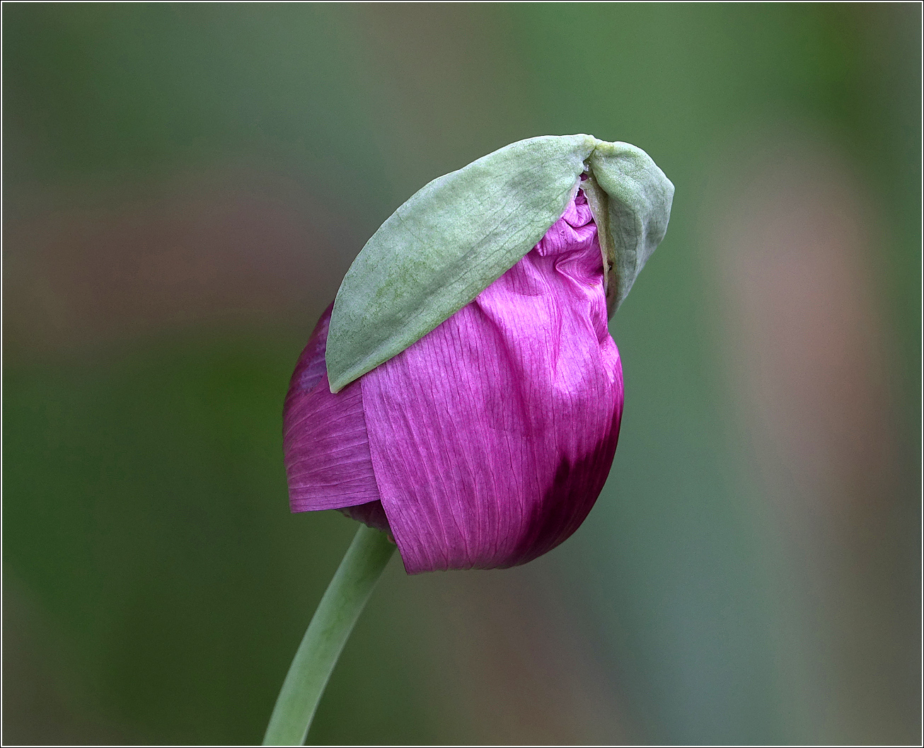 Image of Papaver somniferum specimen.