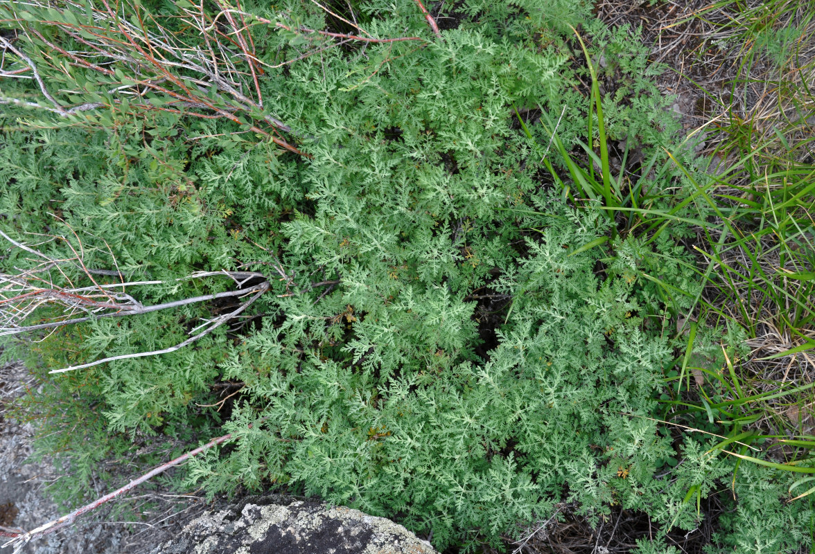 Image of Artemisia stechmanniana specimen.