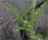 Achillea millefolium