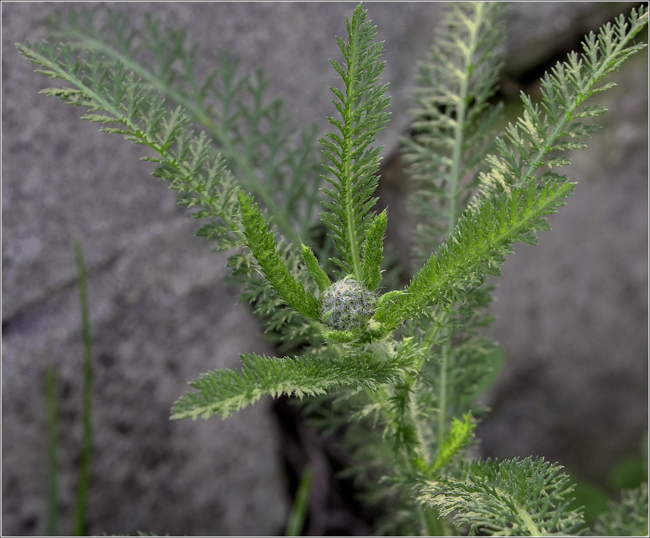 Image of Achillea millefolium specimen.