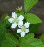 Rubus caesius