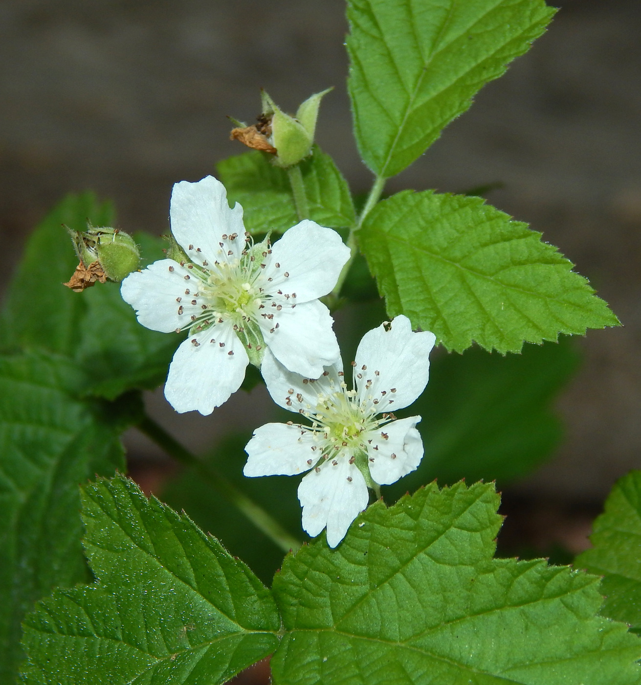 Изображение особи Rubus caesius.