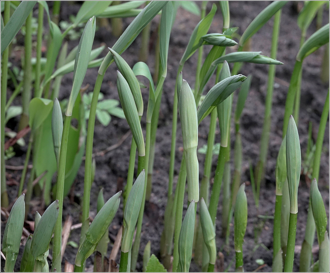 Image of Polygonatum multiflorum specimen.