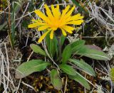 Crepis chrysantha
