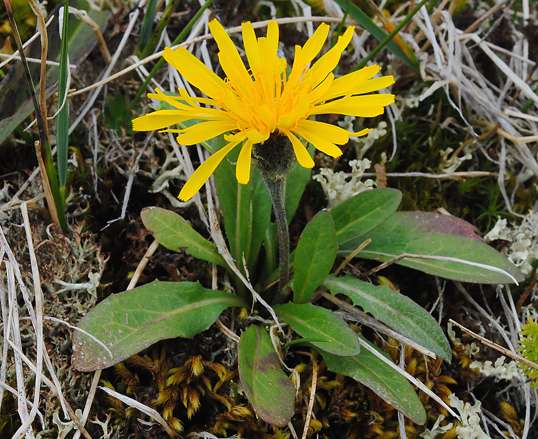 Image of Crepis chrysantha specimen.