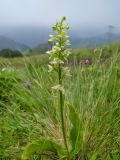 Platanthera chlorantha. Цветущее растение. Республика Северная Осетия-Алания, Алагирский р-н, Большой Кавказ, Скалистый хребет, южный склон в р-не Ходского перевала, ≈ 2300 м н.у.м., субальпийский луг. 01.07.2021.