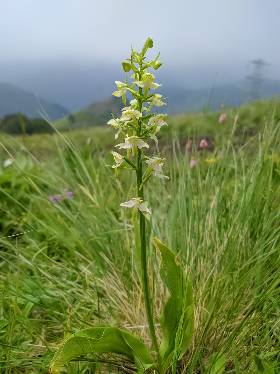 Image of Platanthera chlorantha specimen.