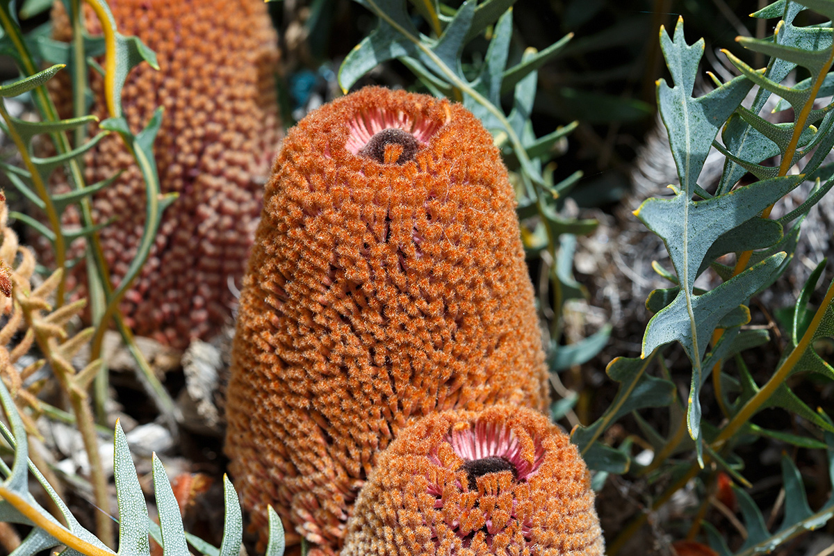 Изображение особи Banksia blechnifolia.