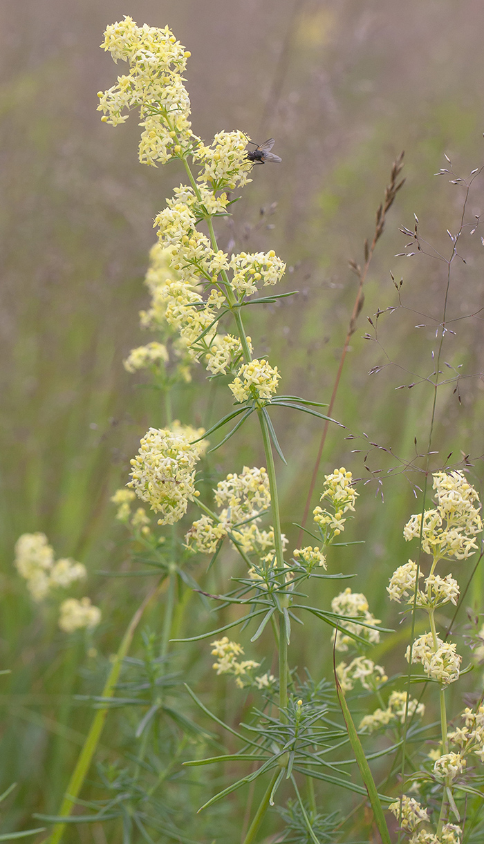 Изображение особи Galium &times; pomeranicum.