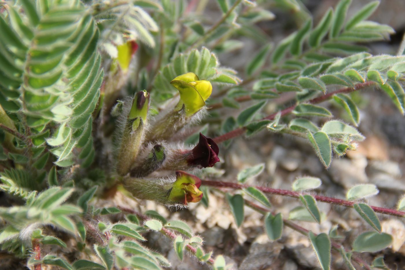 Изображение особи Astragalus substipitatus.