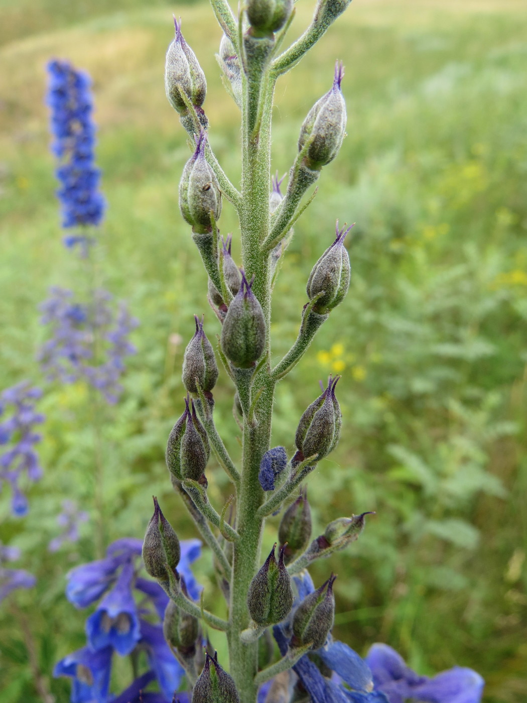 Изображение особи Delphinium cyananthum.