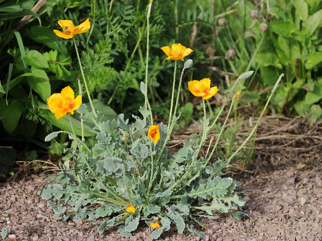 Изображение особи Glaucium flavum.