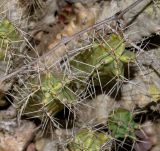 Echinocereus berlandieri