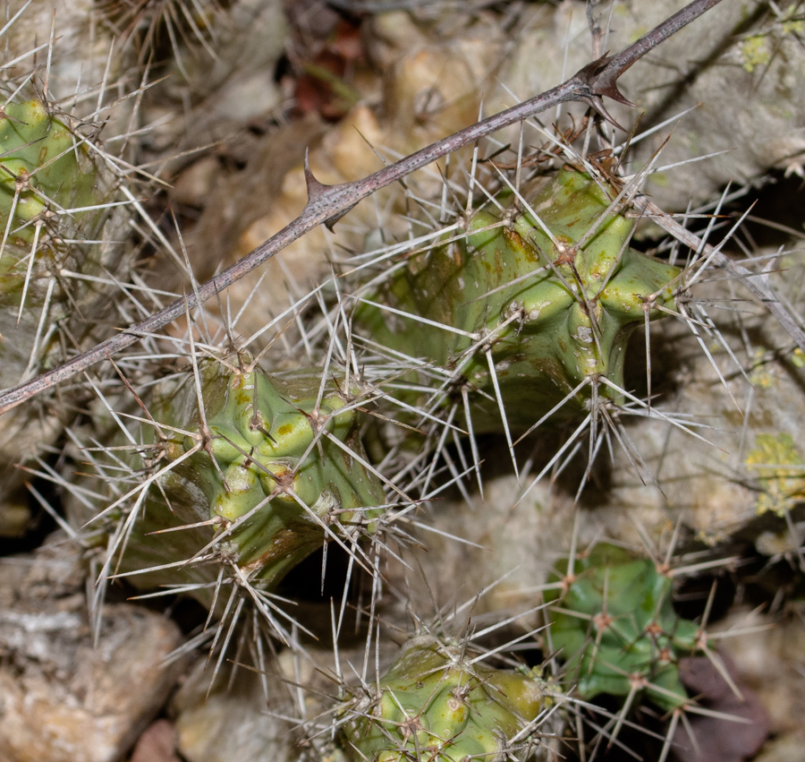 Image of Echinocereus berlandieri specimen.