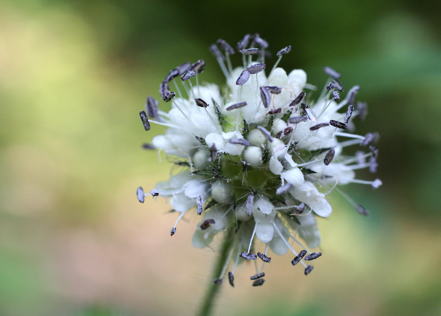 Изображение особи Dipsacus pilosus.