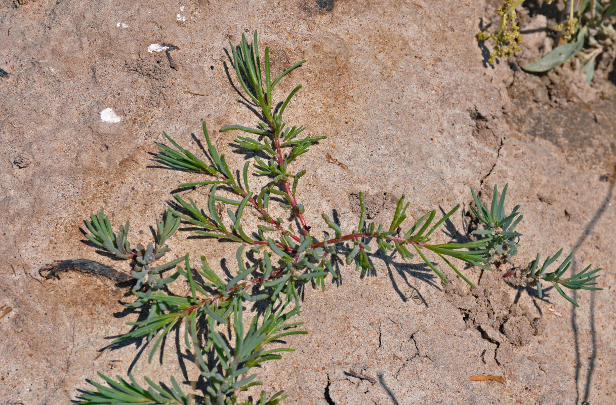 Изображение особи семейство Chenopodiaceae.