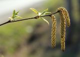 Betula dauurica. Верхушка побега с мужскими соцветиями. Приморский край, окр. г. Владивосток, у дороги. 10.05.2022.