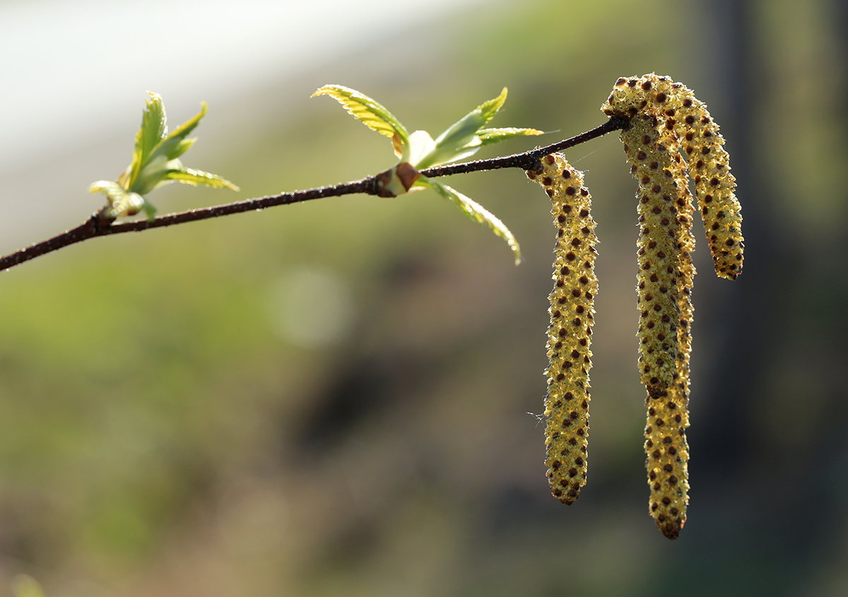 Изображение особи Betula dauurica.