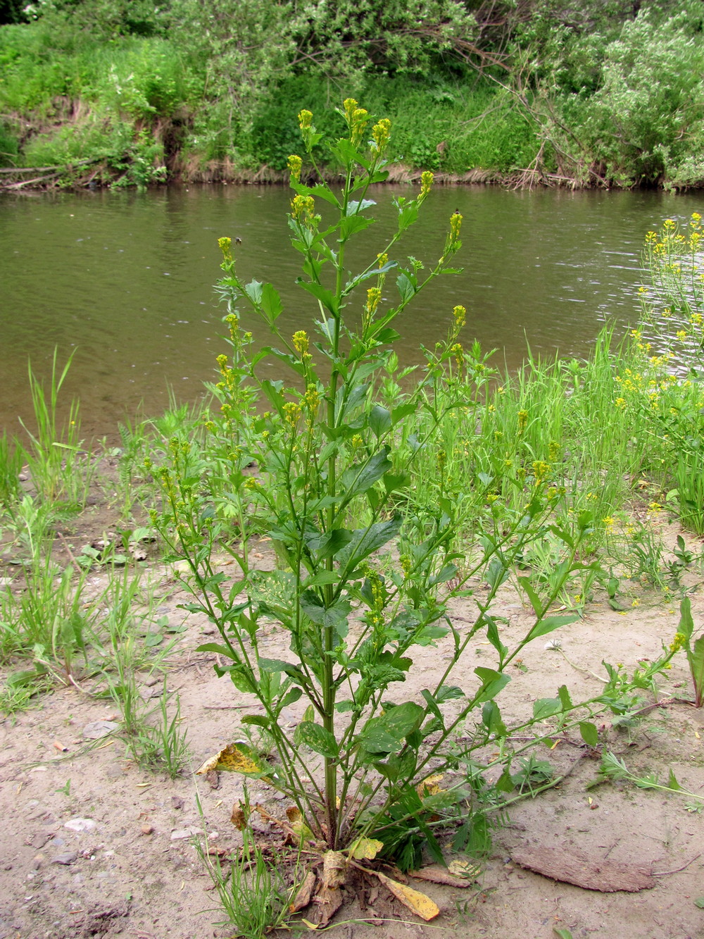 Изображение особи Barbarea stricta.