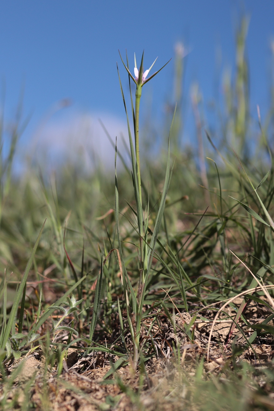 Изображение особи Geropogon hybridus.