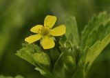 Potentilla centigrana. Верхушка побега с цветком. Приморский край, Шкотовский р-н, окр. с. Новонежино, тропа в широколиственном лесу. 23.05.2022.