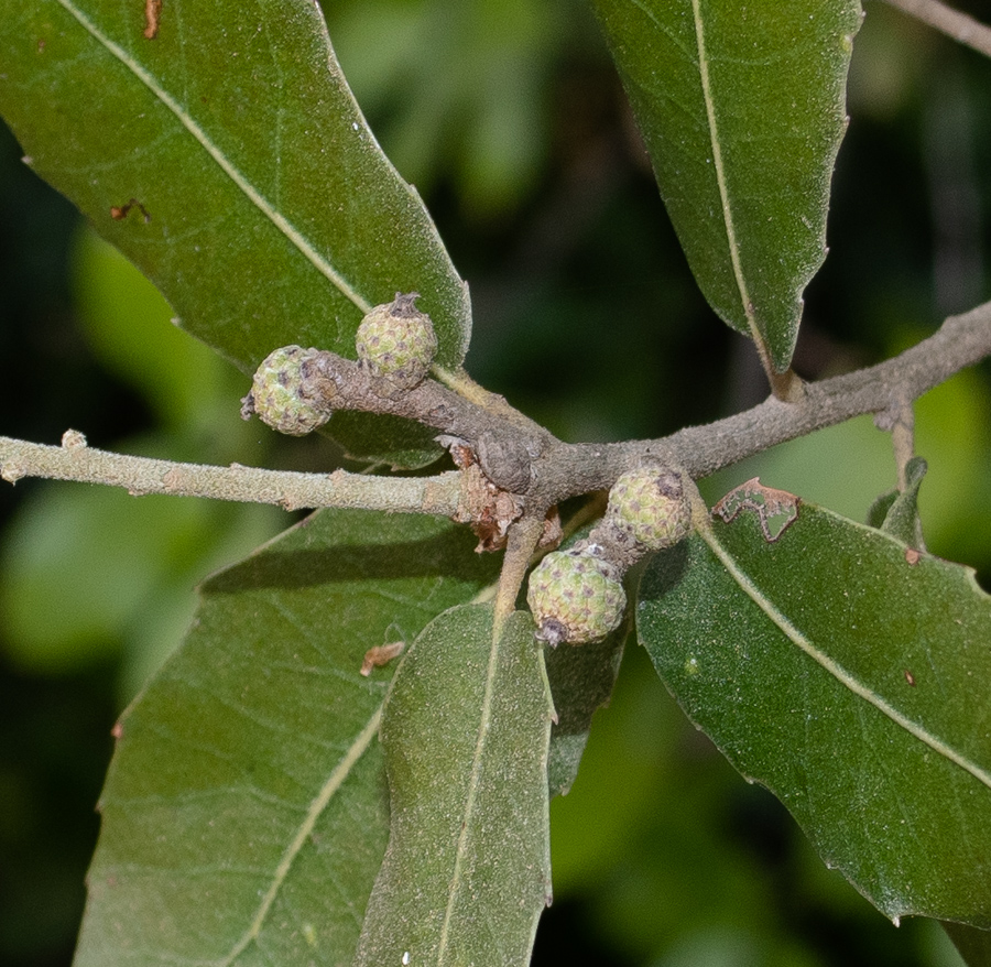 Image of Quercus calliprinos specimen.