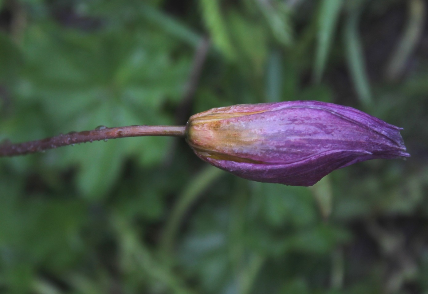 Image of Tulipa riparia specimen.