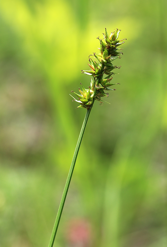 Image of Carex spicata specimen.