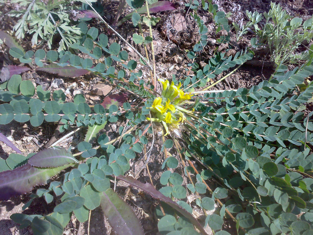 Image of Astragalus andaulgensis specimen.