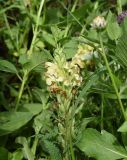 Pedicularis chroorrhyncha