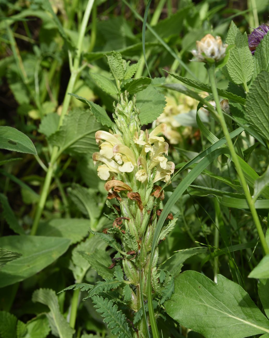 Image of Pedicularis chroorrhyncha specimen.