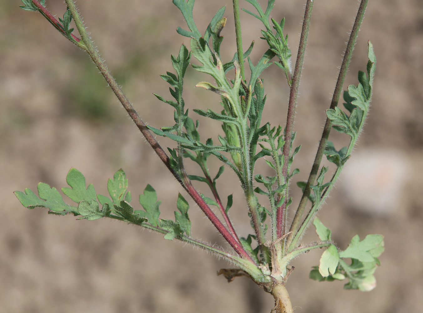 Image of Papaver tichomirovii specimen.