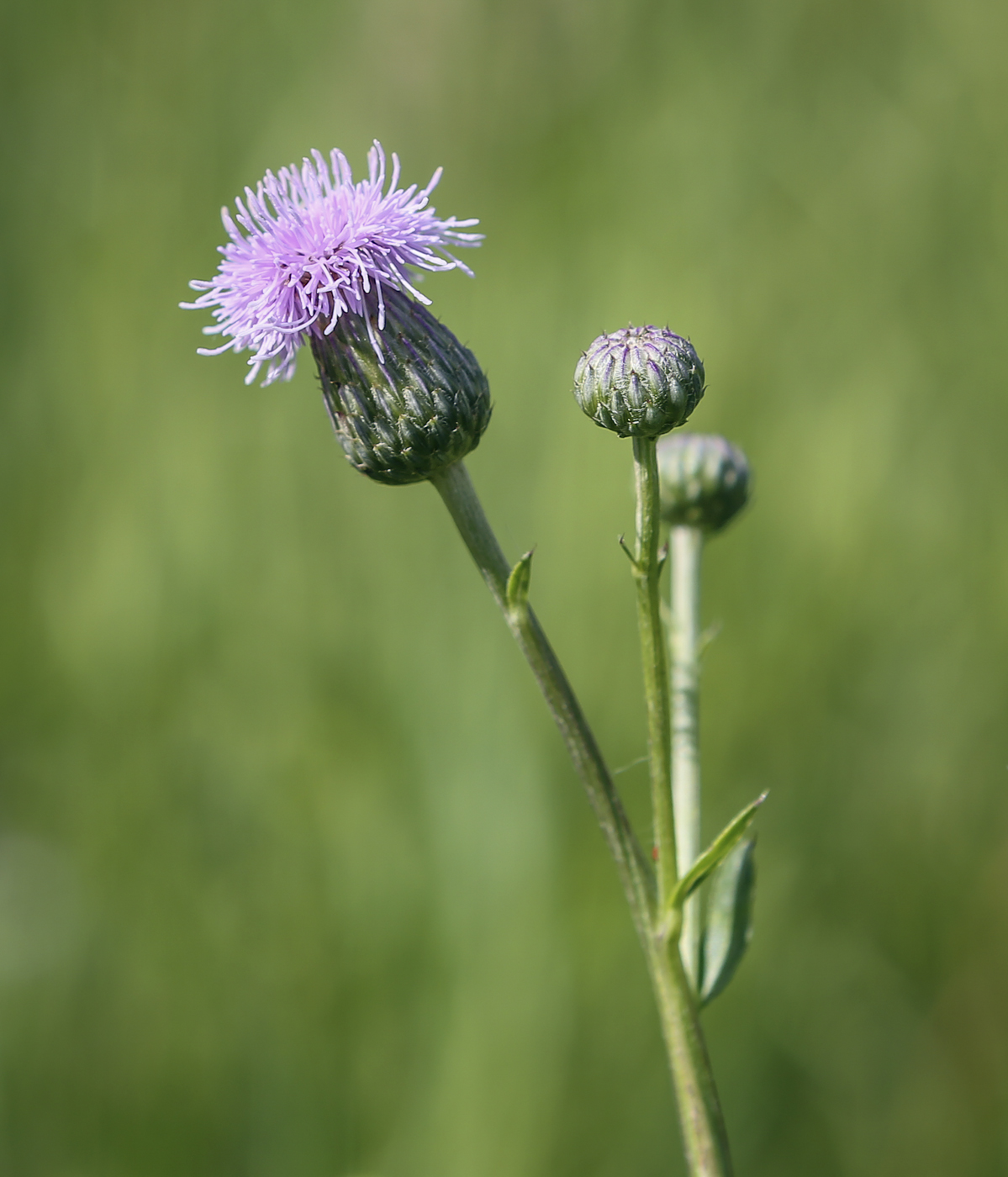 Изображение особи Cirsium arvense.