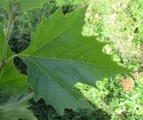 Platanus &times; acerifolia