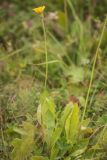 Leontodon caucasicus